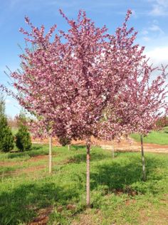 Royal Raindrops Crabapple